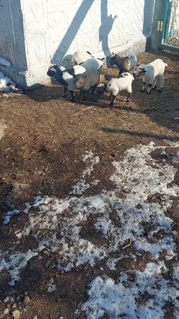 Затисался 🐷