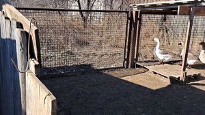Как я сделал гнёзда для гусей.
