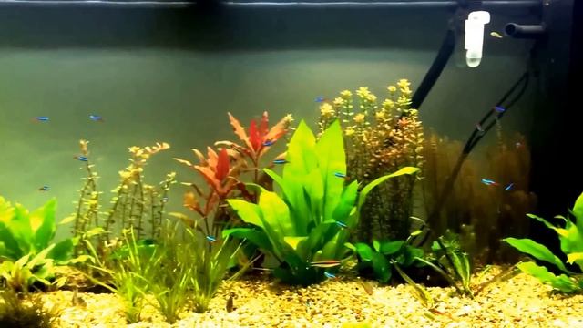 Amazon Sword care (Echinodorus Bleheri) смотреть онлайн