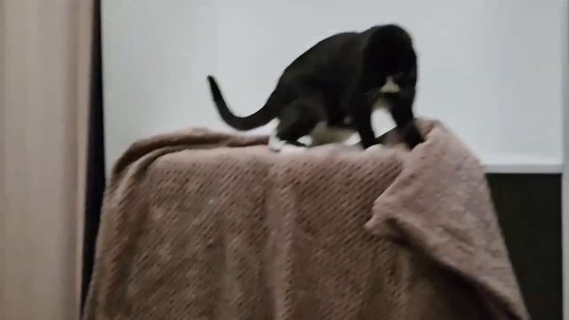 Танец с пледом! Дымуська! смотреть онлайн