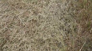 Уборка рапса. Подбор Акрос 585.#фермер #мтз #откормбыков #работа