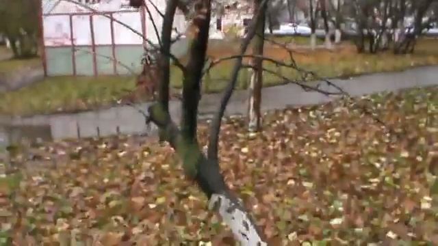 На ветках плоды рябины