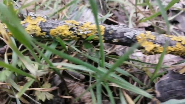 💚ЭСТЕТИКА ЛЕСА ПОД РАССЛАБЛЯЮЩУЮ МУЗЫКУ💚 смотреть онлайн