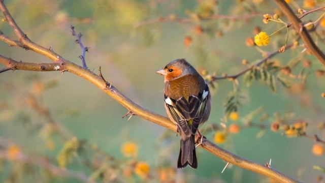 Звyки природы, пение птиц(без мзыки)\Sounds of nature, birdsong (without mzyki) ASMR/ смотреть онлайн