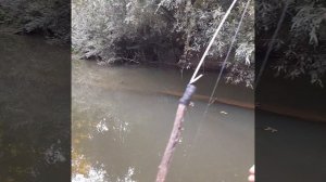 Окунь на донку