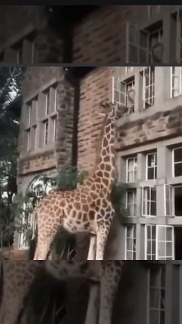 Доброе утро, мадам смотреть онлайн