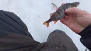 РЫБАЛКА НА РЕКЕ СВИРЬ.В ПОИСКАХ МОРДАТЫХ ОКУНЕЙ.