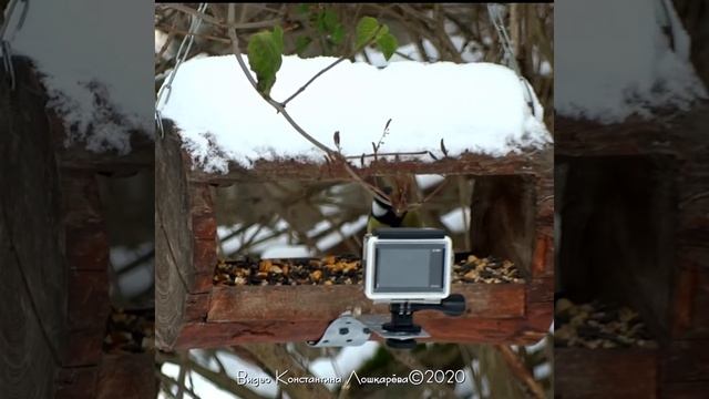 Синицы у кормушки смотреть онлайн