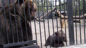 Мишки кушают хлеб 18.05.17