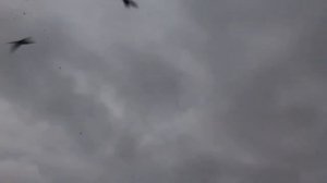 футаж "ВОРОНЫ" 2