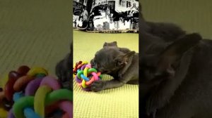 Французские бульдоги щенята гавкают