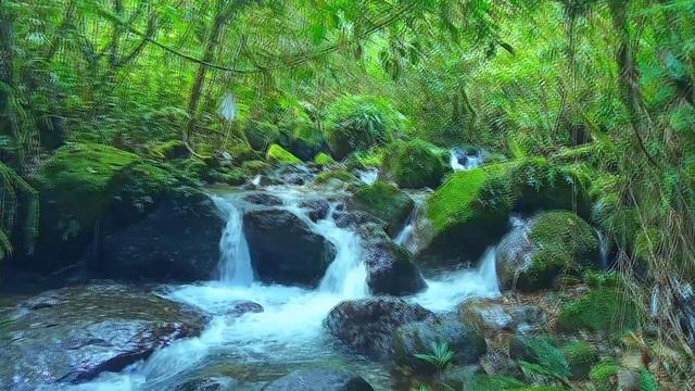 Relaxing River Sounds And Beautiful Green Forest RelaxationMeditationASMR
