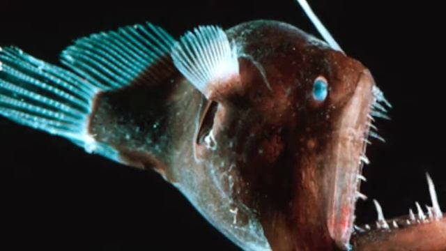 Under the Sea Ecology смотреть онлайн