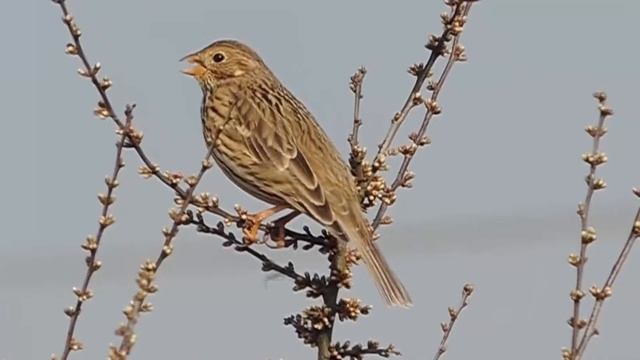Просянка (Miliaria calandra, Emberiza calandra) Слушать пение просянки и узнать подробнее