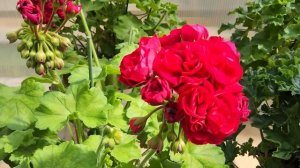 #715. 50 оттенков красного,обзор пеларгоний