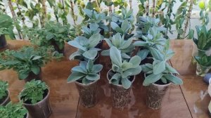 Рассада петунии за 2 месяца. Эустоме 4 месяца. Перевалка экзакума.