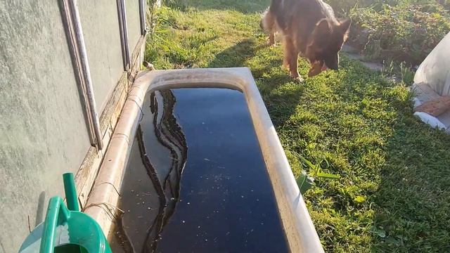 Подкормка перца перед сбором урожая