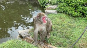 Парк диких обезьян. (2024)  Arashiyama Monkey Park