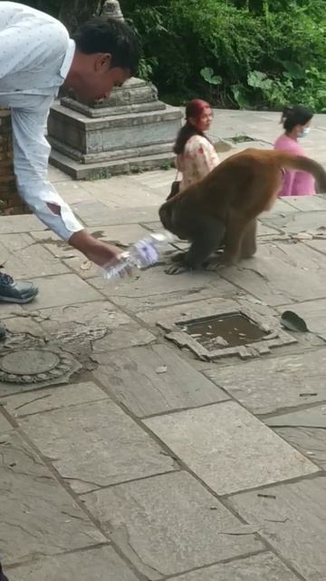 Human-Monkey interaction. Monkey drinks water. смотреть онлайн