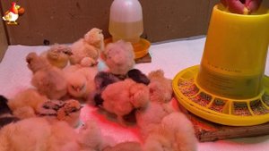 Идеальное птицеводство достойно восхищения 🐓🦆🦢🦚🦃🐔 эпизод (58)