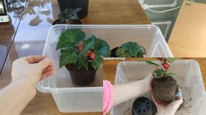 ПОЛИВ, ПОДКОРМКА И ПРИЩИПКА  БЕГОНИЙ.