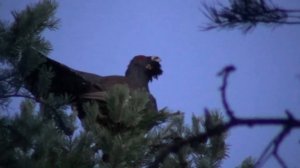 Глухарь на току