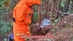 VESPA MANDARINIA NEST REMOVAL,ASIAN GIANT MURDER HORNET,WASP EXTERMINATION,YELLOW JACKETS MASSIVE