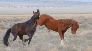 Лошадь🐎🐴 Звуки и фотографии лошадей. Лошадь ржет