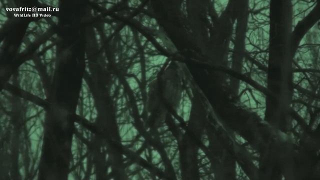 Asio Otus 6Long Eared Owl, ушастая сова , зима, ночь Moscow смотреть онлайн