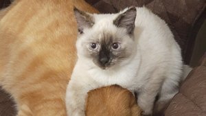 Киска Ириска