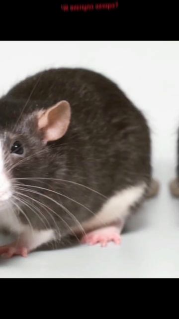 Крыса сильнее джотаро?! #jojo #джоджо #мемы #jojomemes #джоджомемы смотреть онлайн