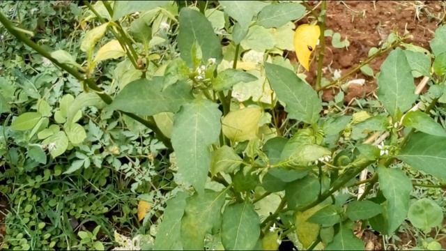 மணத்தக்காளியின் மருத்துவ குணங்கள் || Solanum Nigrum medical benefits смотреть онлайн