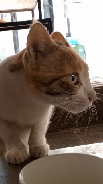 #cat #petlover #catvideos #catlovers #cats #love #pet #cute #mother #like #youtubeshorts #gauravfit