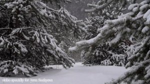 Снежный зимний лес/Snowy winter forest