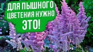 Выращивание астильбы. Все, что нужно знать об уходе и посадке этого многолетника!