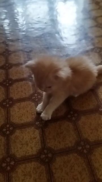 Котёнок породы МЕЙН-КУН, ясное солнышко, возраст один месяц, окрас рыжее серебро. смотреть онлайн