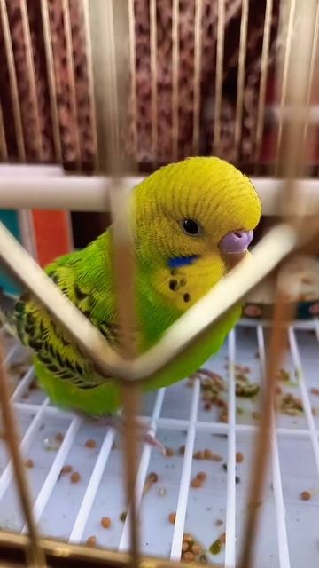 #shorts Хвилястий папуга Річі цокає смотреть онлайн