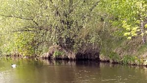 Лисичка в Нагатинском затоне 16.05.20