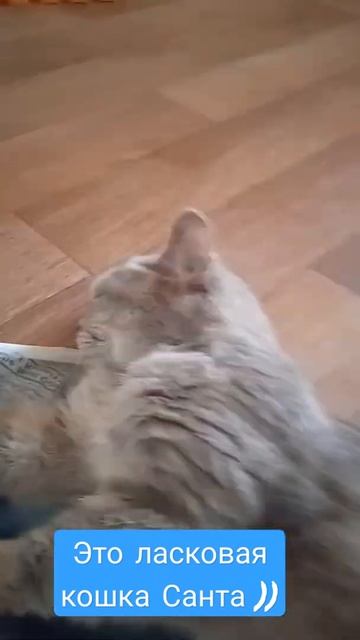 Кошка Санта просто отдыхает, серая кошка, британская кошка, красивые коты. смотреть онлайн