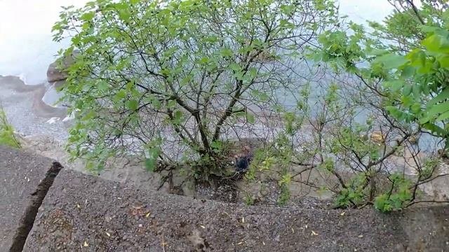 Прогулка ￼пешком￼ в зеленый мыс... Махинджаури, Батуми Грузия 2024