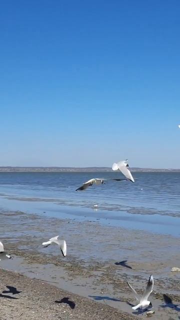 #море #волны #чайки #Россия #Таганрог #природа смотреть онлайн