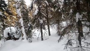 соболь,две кунички сезон закрыт