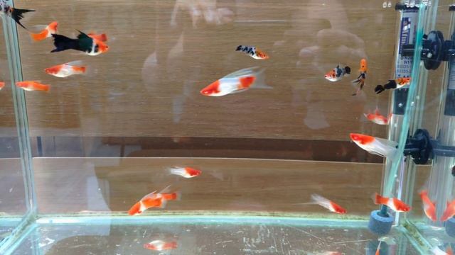 Меченосцы. Ждут отправки..)) смотреть онлайн