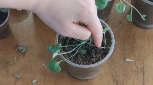 ДИХОНДРА. Как я выращиваю.