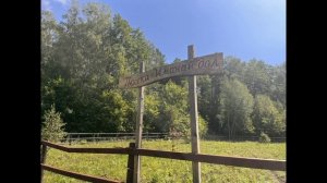 Как медведь за медом ходил