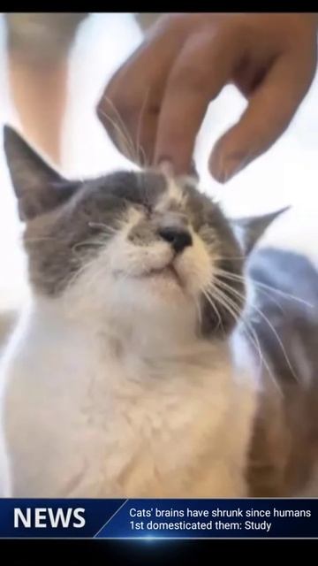 Cats' brains have shrunk since humans1st domesticated them: Study #shorts