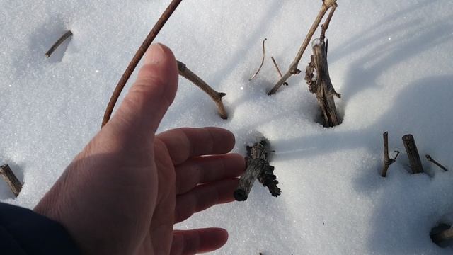 Виноград. Как зимуют саженцы без укрытия смотреть онлайн