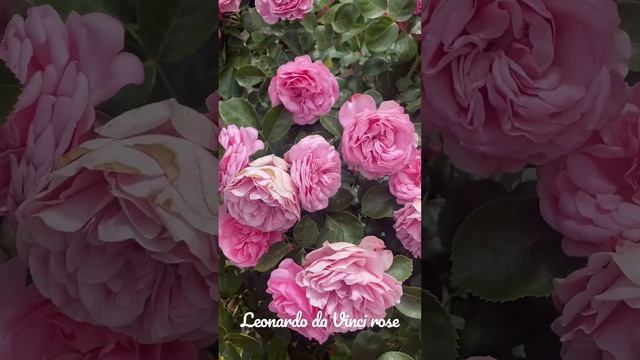 Leonardo da Vinci rose! #roses #gardening смотреть онлайн