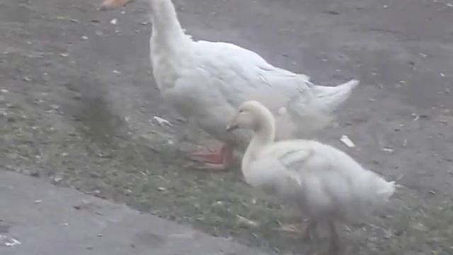 Нарвала крапиву, а они её не едят смотреть онлайн