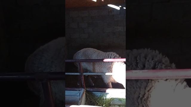 Кочкор сатылат Племенной карточкасы бар Чуй Арашан айылындаБолоор баасы 100 мин сом 0704548301 смотреть онлайн